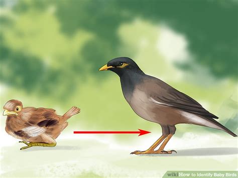 How to Identify Baby Birds: 14 Steps (with Pictures) - wikiHow