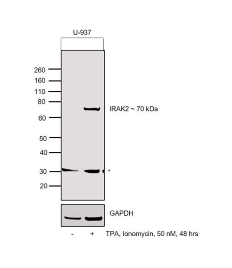 Irak2 Polyclonal Antibody Invitrogen 100 μl Unconjugatedantibodies