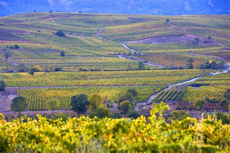 Acevin Y Rutas Del Vino De Espa A Celebran Un A O M S El D A Mundial