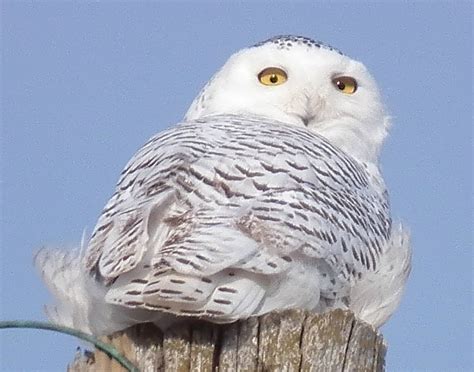 Warren's Blog: Wings on Wednesday...Snowy Owl in Kansas