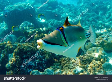 Picasso Triggerfish Rhinecanthus Aculeatus Coral Fish Stock Photo