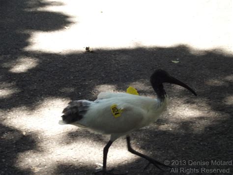 AUSTRALIAN WHITE IBIS