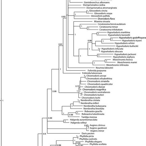 Bayesian Majority Rule Consensus Phylogram Based On Co And S