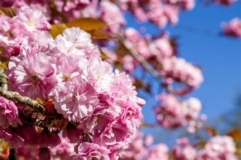 Flor De Cerezo Japon S En Primavera Vista De Cerca Foto Premium