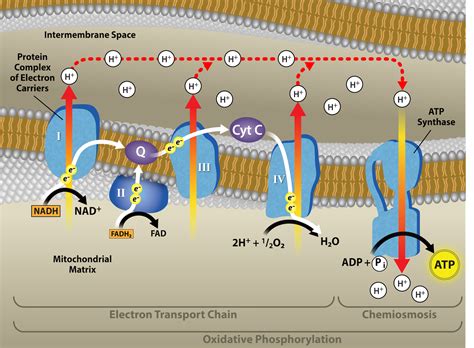 95 Oxidative Phosphorylation Biology Libretexts