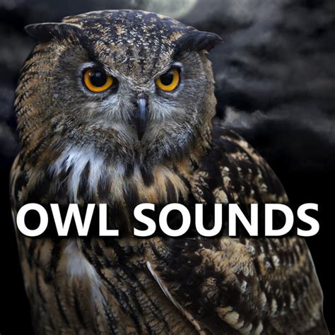 Sounds Of Owls Song And Lyrics By Owl Sounds Spotify