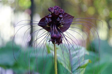 The Rarest Blooming Flowers On Earth