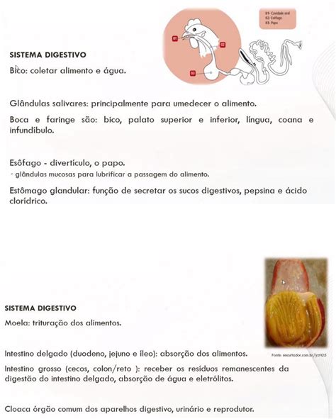 Anatomia E Fisiologia Das Aves Pr Ticas Veterin Rias I