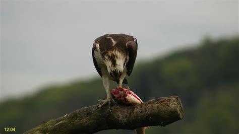 Dyfi Osprey Project WALES LIVE STREAMING 2024 In 4 K 8 17 6