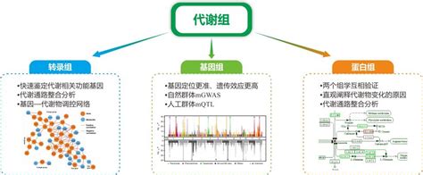 代谢组学 ——您值得关注的next Omics 基迪奥生物