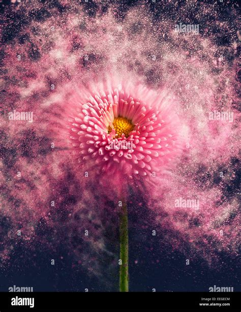 Flower Exploding Stock Photo Alamy