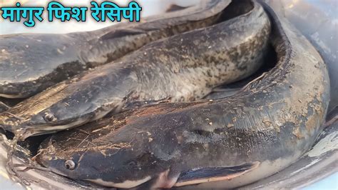 मगर मछल बनन क एक जबरजसत तरक आ गय Mangur machli recipe fish