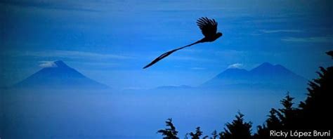 Arte Digital Quetzal Volando Enfrente De Los Volcanes Sagrados