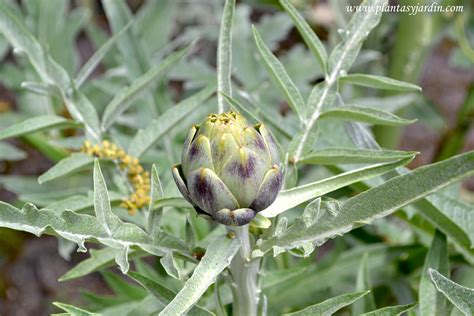 Cynara Scolymus Alcachoforea Alcaucil Plantas Y Jardín