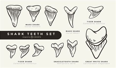 Cool Shark Teeth Set Filled Stroke Vector Download