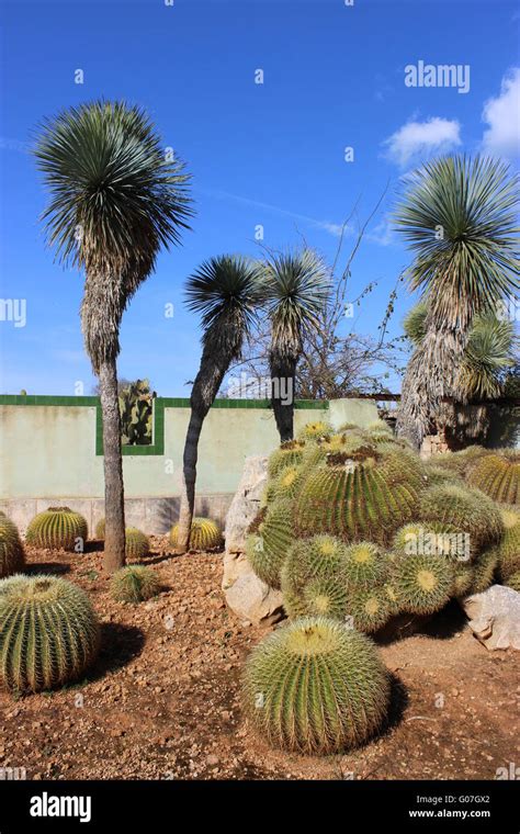 cactus garden Stock Photo - Alamy