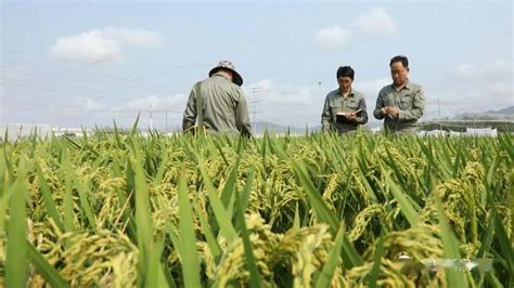 新闻特写：国家南繁科研育种基地的安徽力量水稻