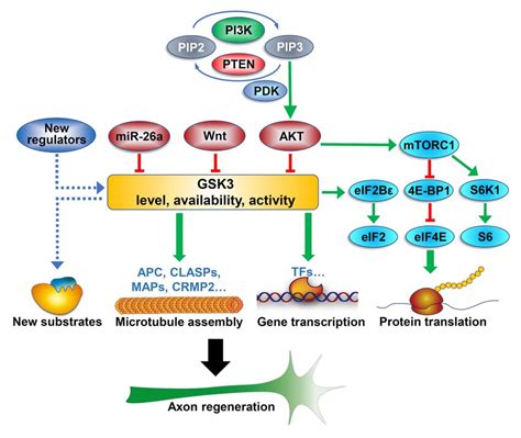 Gsk3 Signaling Regulates Axon Regeneration In Vivo By Coordinating