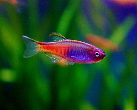 The 39 Most Colorful Freshwater Aquarium Fish Aquanswers