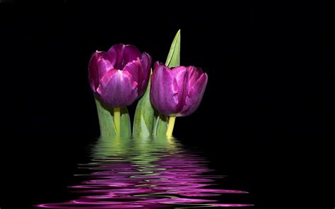 Purple Tulips Hd Wallpapers Top Free Purple Tulips Hd Backgrounds Wallpaperaccess