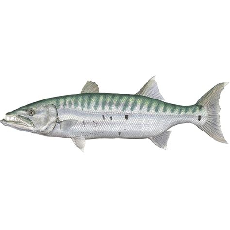 Great barracuda