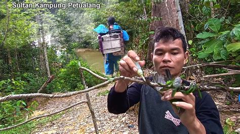 Pagi Sudah Dapat Ijo Trotol Dan Mantenan Mikat Burung Di Hutan