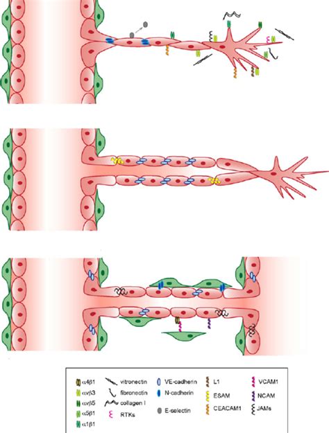 Functional Contribution Of CAMs To Angiogenesis The Figure Illustrates