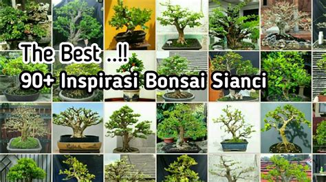 The Best Inspirasi Bonsai Sianci Emilbonsai Bonsaisianci