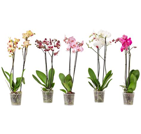 All About Phalaenopsis Orchids Guide To Grow Phalaenopsis Orchid Plan