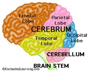 How the Brain Learns - Training Industry