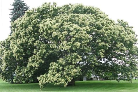 The Benefits Of Planting Chinese Chestnut Trees For Wildlife Wildtree