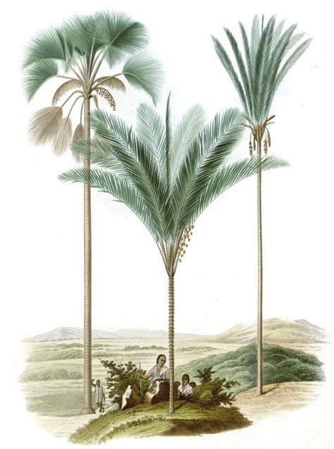 Vintage Illustration Of Mauritia Astrocaryum Palm