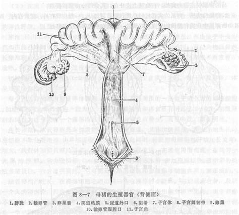 图文详解母猪的卵巢和子宫的奥秘，没有更全的！ 搜狐大视野 搜狐新闻