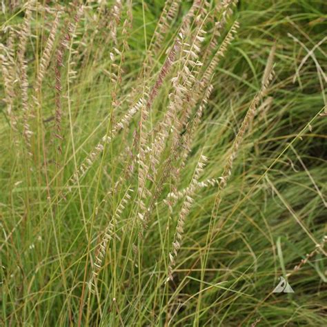 Blue Grama Grass Bouteloua Gracilis 1 Large Tube West Greeley Conservation District