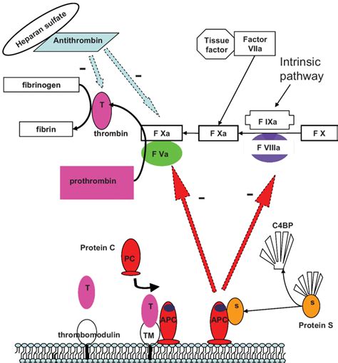 Inhibitory Effect Of Natural Anticoagulants On The Coagulation Cascade Download Scientific