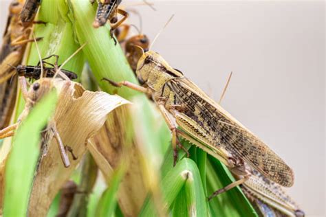 1,300+ Grasshopper Eating Leaves Stock Photos, Pictures & Royalty-Free Images - iStock