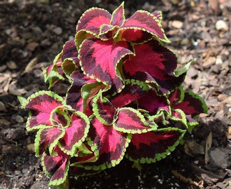 Planting Coleus | Plant Addicts