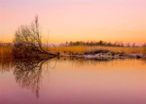 Early Morning Poster Picture Metal Print Paint By Svetlana Sewell