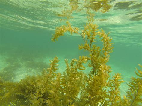 green seaweed underwater