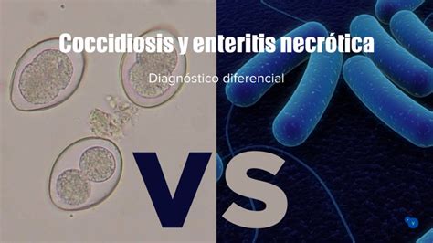 Coccidiosis Y Enteritis Necrótica Diagnóstico Diferencial