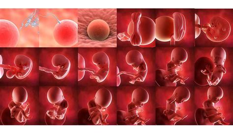 مراحل رشد جنین، از لقاح تا تولد ستاره