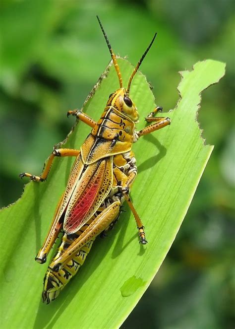 How To Stop Grasshoppers In Your Garden From Eating The Plants Artofit