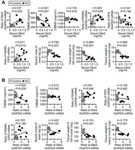 Relationship Between Dkk2 And Muscle Bone Parameters In Mice A A