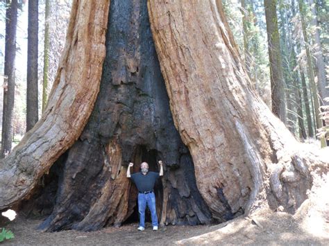 Giant sequoia trees always seem bigger in person. | IGN Boards