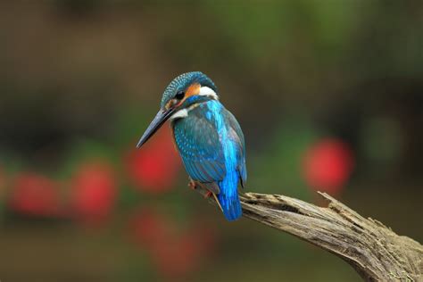 Wallpaper Birds Animals Nature Wildlife Kingfisher Beak