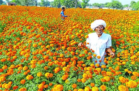 Flower Farming In Karauli Rajasthan फूलों की महक से किसान खुशहाल हो