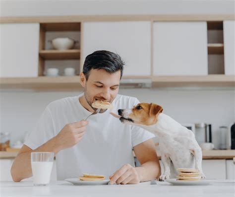 Tortitas de plátano para perros y sus humanos Blog Barkyn