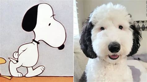 Snoopy da vida real? Cachorro famoso na internet é idêntico ao desenho