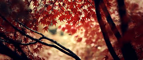 Online Crop Red Leafed Tree Ultra Wide Depth Of Field Nature HD