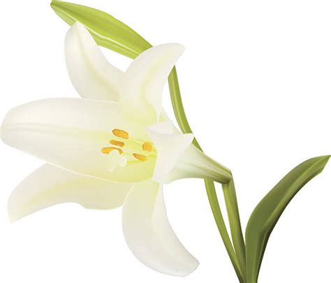 easter lilies clipart 16 free Cliparts | Download images on Clipground 2024